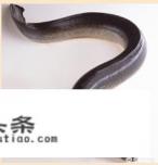 为啥鳗鱼那么贵吃一顿要一百多块