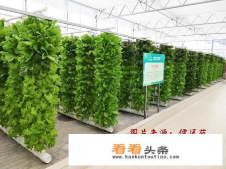 无土栽培蔬菜是骗局吗