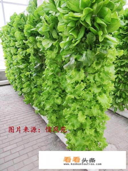 无土栽培蔬菜是骗局吗 无土栽培蔬菜是骗局吗