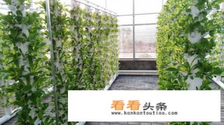 无土栽培蔬菜是骗局吗 无土栽培蔬菜是骗局吗