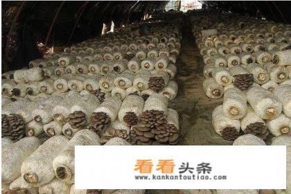 一个平菇大棚一年效益是多少