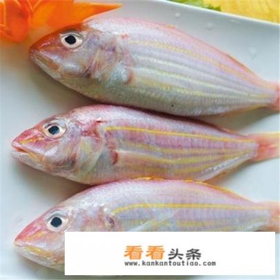 金丝鱼与红杉鱼图片对比