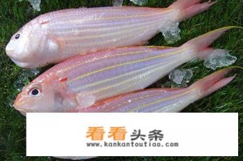 金丝鱼与红杉鱼图片对比