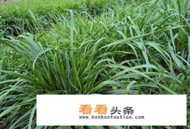 黑麦草多久可收割