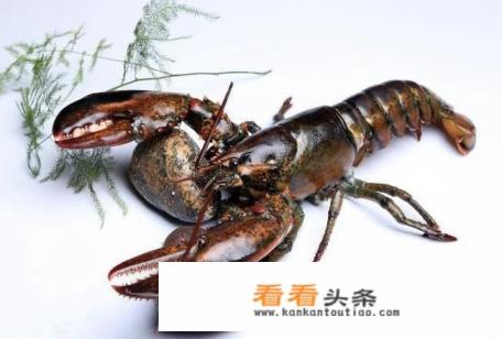 波士顿龙虾怎么保存鲜活