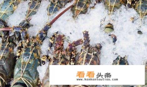 波士顿龙虾怎么保存鲜活