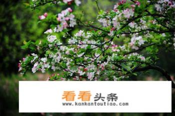 关于春天游玩后适合发朋友圈的句子有哪些