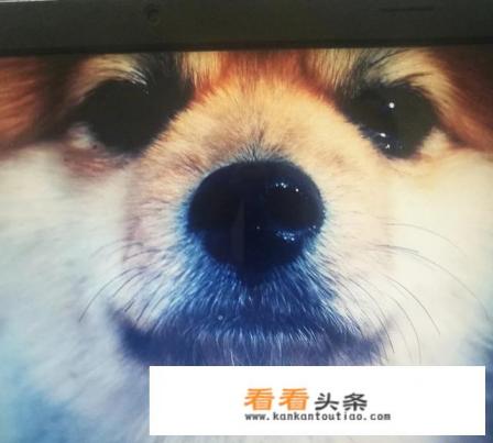 女人一个人带一条小狗去旅行好不好