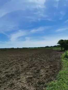 空心菜怎么种植