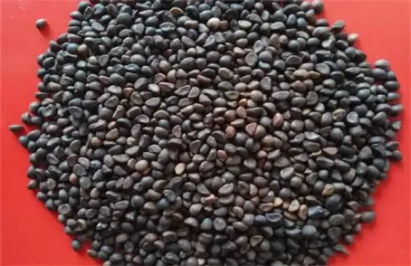 空心菜怎么种植