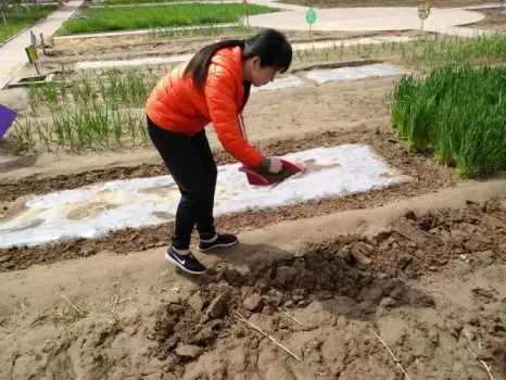 空心菜怎么种植