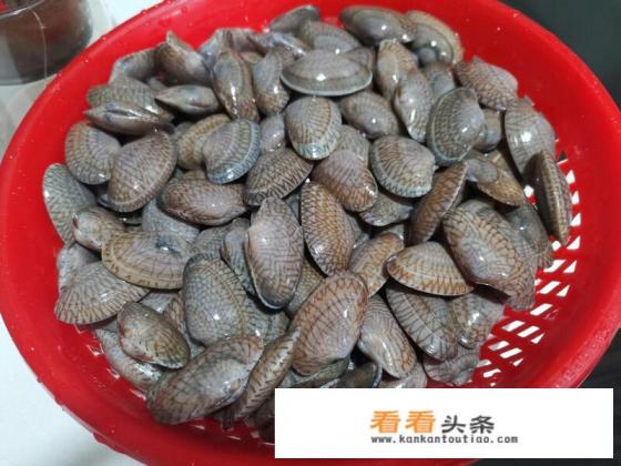 炒花甲的做法 炒花甲的做法