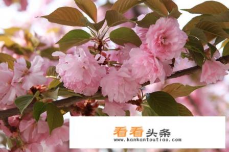 西安市里哪几个公园是免费的