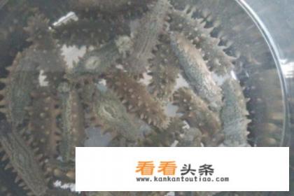 半干海参如何泡发