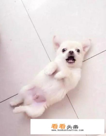 怎样挑选通人性的土狗幼犬