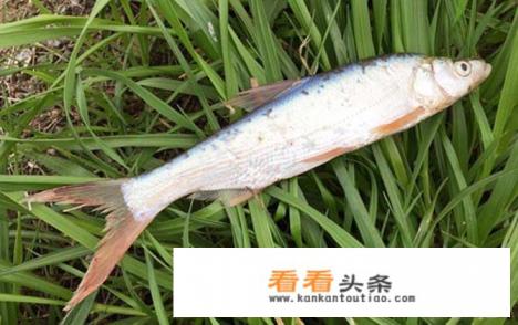 常见淡水小杂鱼图鉴及名称