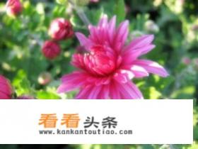 表示沉浸在…，沉迷于…，专心做的单词或词组有哪些，请尽量全一些，最重要是常用的，谢谢啦