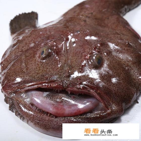 海鱼的种类图片和名字