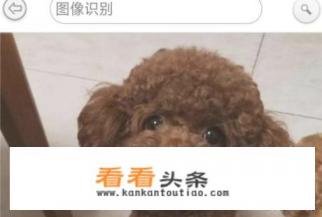 能辨别狗是什么品种的软件