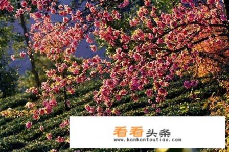 11月份去哪旅游好 11月份去哪旅游好
