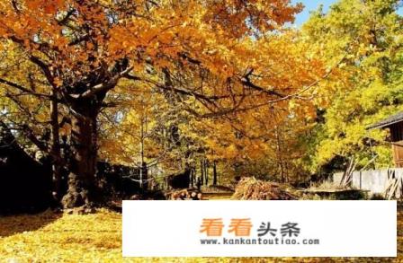 11月份去哪旅游好 11月份去哪旅游好