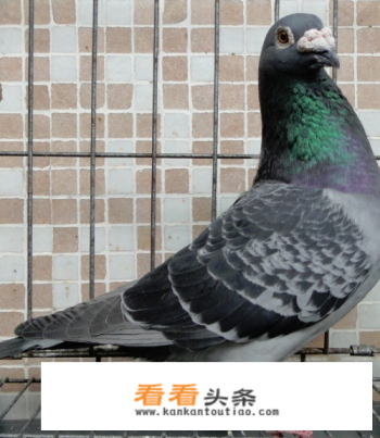 咕咕咕是什么叫声 咕咕咕是什么叫声