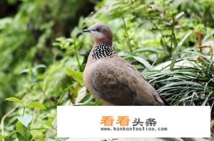 咕咕咕是什么叫声 咕咕咕是什么叫声