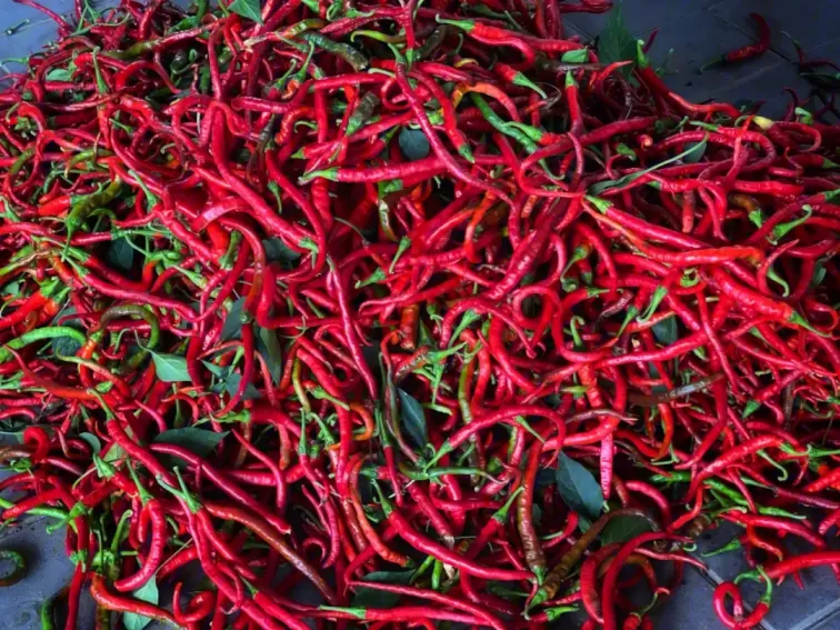 广西蒜蓉辣椒酱的做法