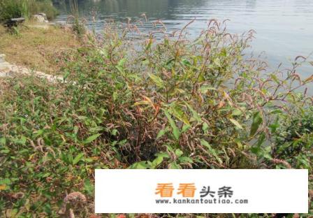 辣椒草的图片和作用