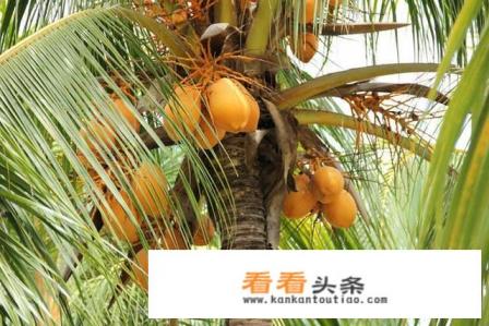 海南什么特产最有名