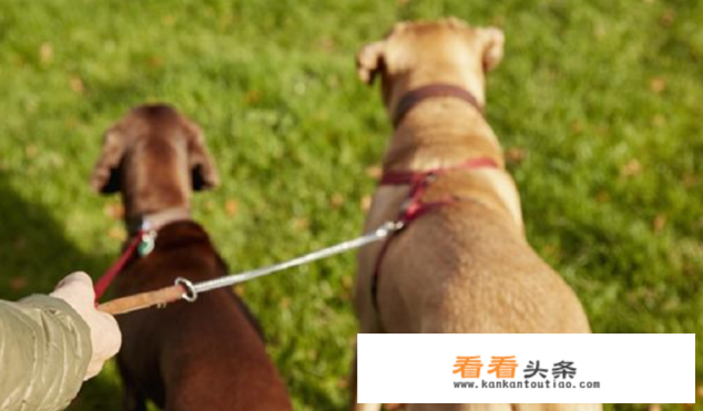 牵引绳怎么选