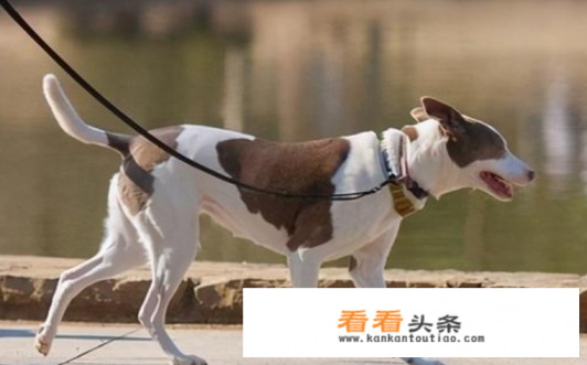 牵引绳怎么选