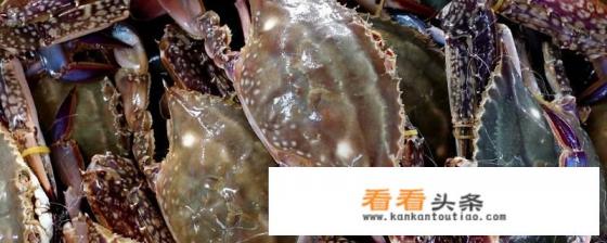 青岛梭子蟹洄游季节 青岛梭子蟹洄游季节