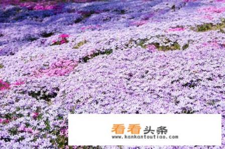 庆阳有那些美丽景点