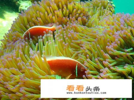 芽庄的潜水胜地有哪些