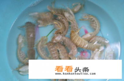 皮皮虾怎么处理干净