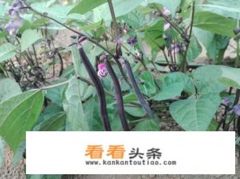 紫豆角是不是转基因
