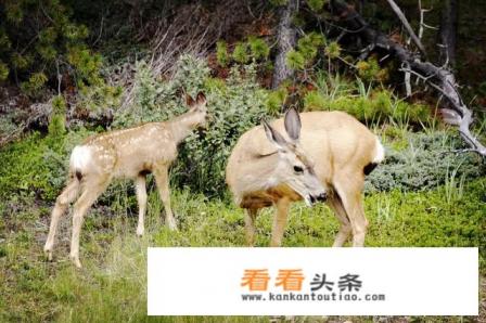 我想去加拿大旅游,不想跟团,自由行可以去吗 我想去加拿大旅游,不想跟团,自由行可以去吗