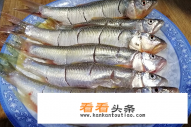 红烧清江鱼炖豆腐的做法