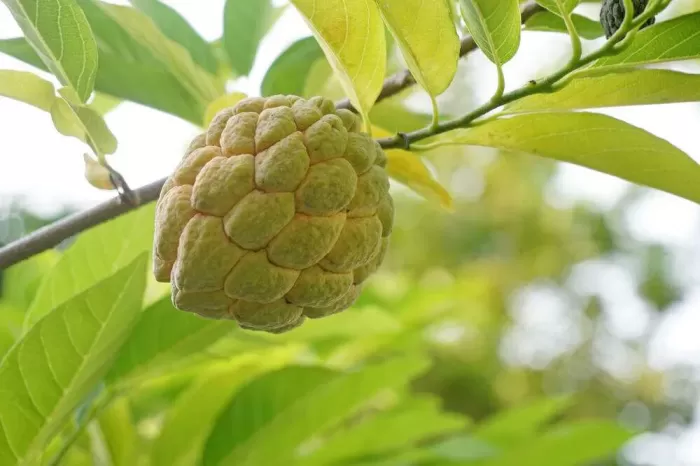 番荔枝是啥 番荔枝是啥
