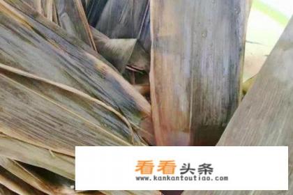 蜜枣粽子的做法视频 蜜枣粽子的做法视频