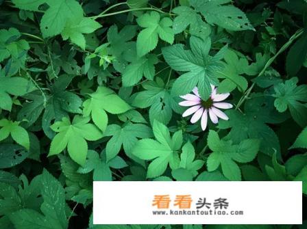 出去旅游想拍几张风景照片用什么相机好 出去旅游想拍几张风景照片用什么相机好
