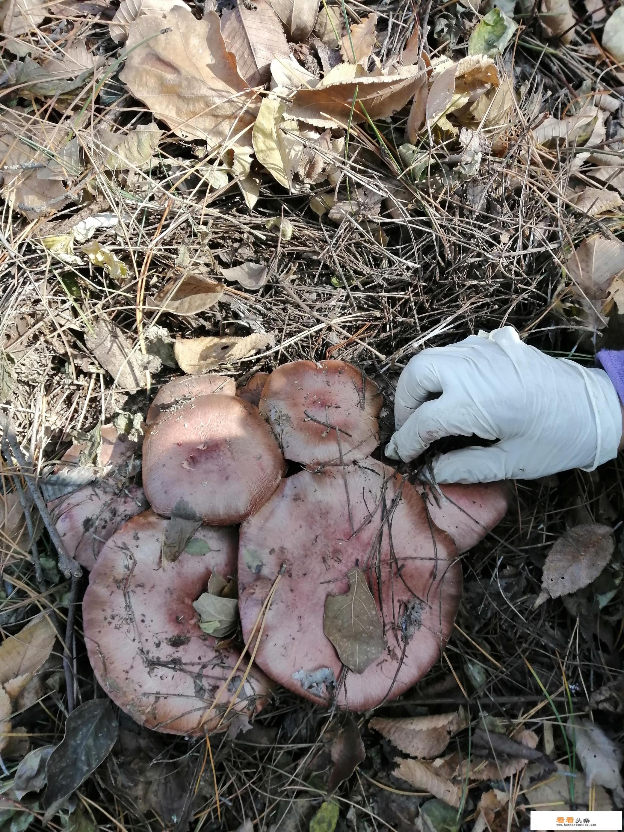 蘑菇图片品种