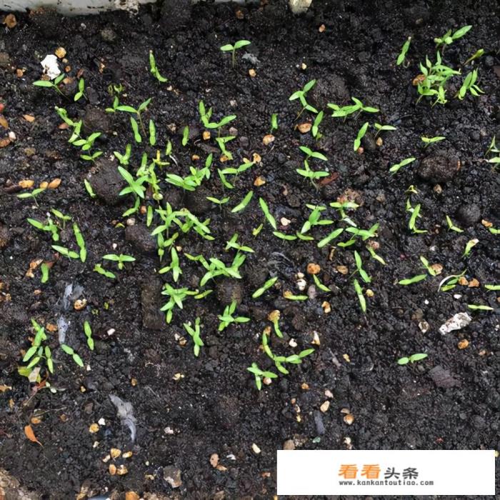 香菜生长过程图片和种植 *** 香菜生长过程图片和种植 ***