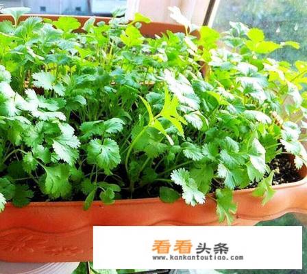 香菜生长过程图片和种植 *** 香菜生长过程图片和种植 ***