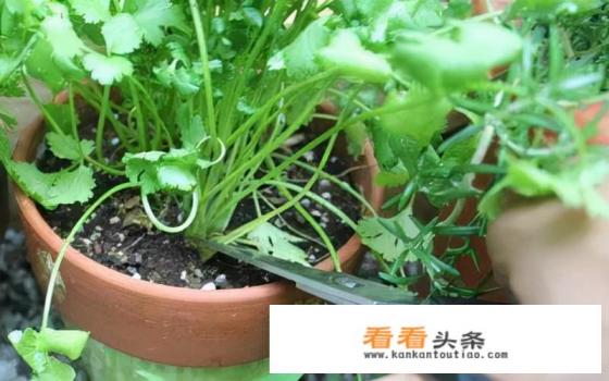 香菜生长过程图片和种植 *** 香菜生长过程图片和种植 ***