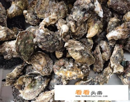 生蚝清蒸怎么做 生蚝清蒸怎么做