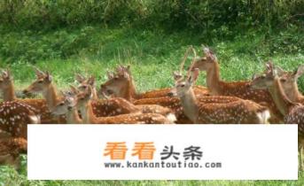 海南省屯昌县有哪些必玩的景点 海南省屯昌县有哪些必玩的景点