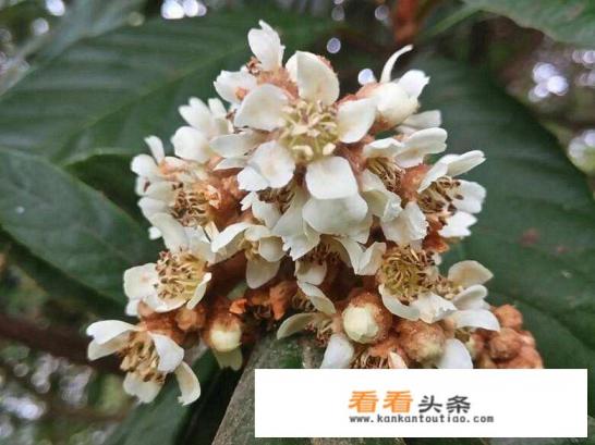 如何食用枇杷花