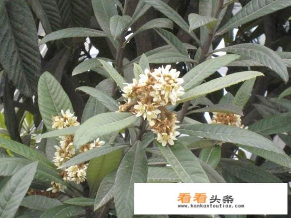 如何食用枇杷花